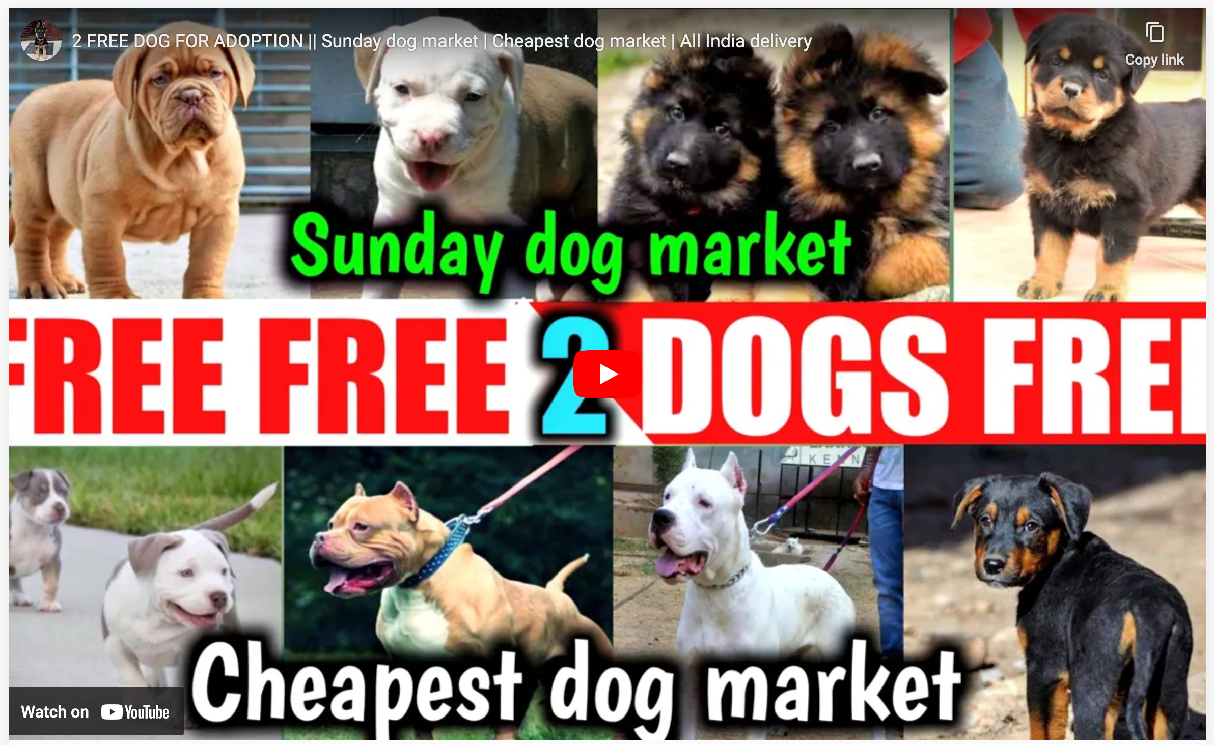 Animal Pet Adoption & Sale